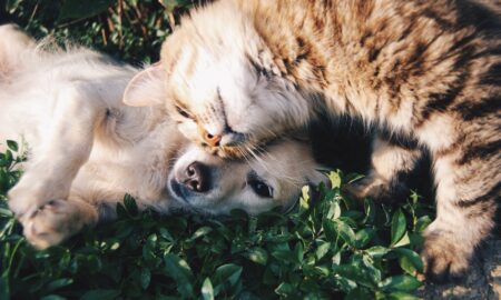 Scenariu sumbru. Ce se întâmplă cu animalele dacă stăpânii au COVID-19