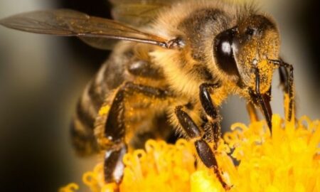 Ziua Mondială a Albinei. AFIR sprijină crescătorii de albine și procesatorii de produse apicole