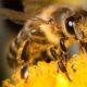 Ziua Mondială a Albinei. AFIR sprijină crescătorii de albine și procesatorii de produse apicole
