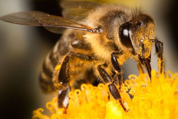 Ziua Mondială a Albinei. AFIR sprijină crescătorii de albine și procesatorii de produse apicole