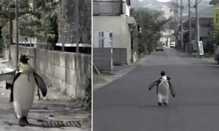 Un pinguin și-a luat soarta în …ghiozdan