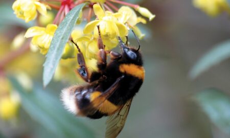 Insectele pot suferi din cauza lipsei polenului. Explicațiile specialiștilor