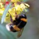 Insectele pot suferi din cauza lipsei polenului. Explicațiile specialiștilor