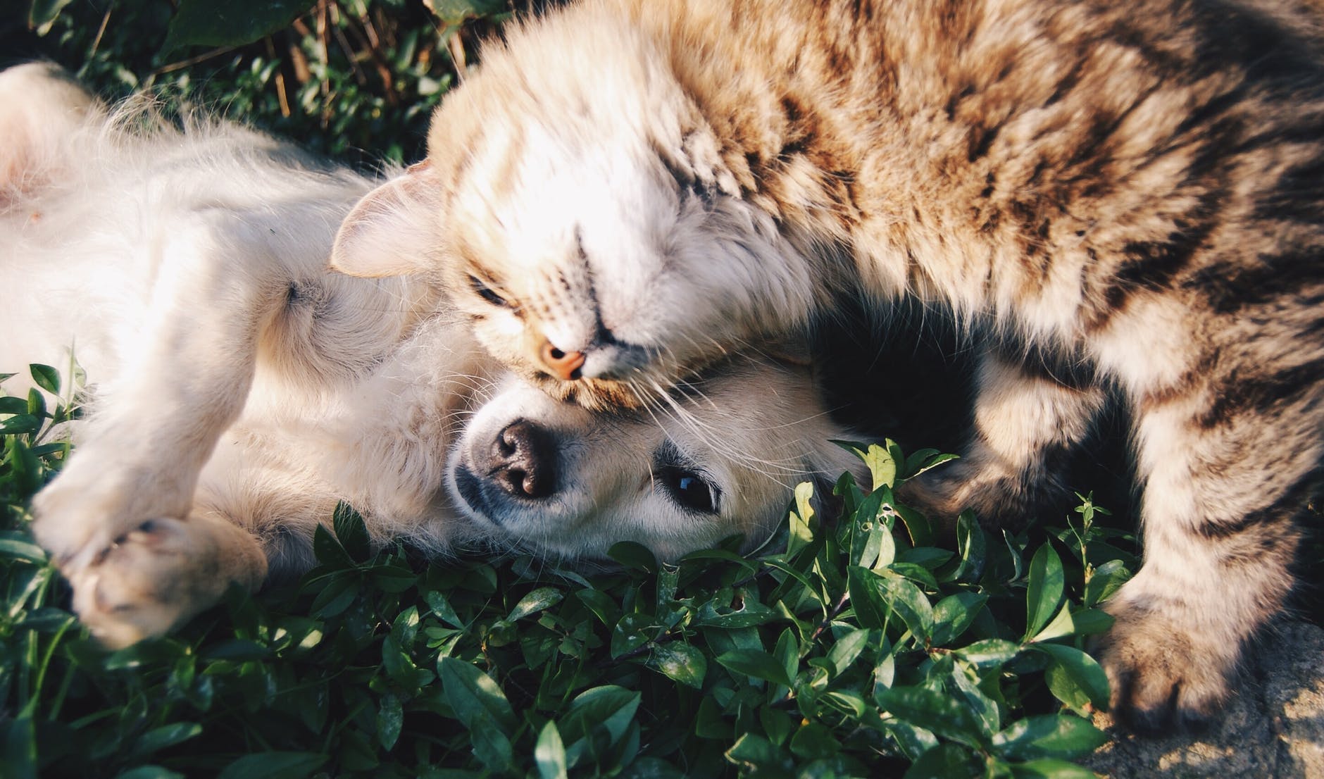Pisica sau câinele? Studiu de impact cu privire la inteligența celor două animale