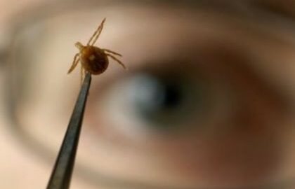 Specialistul trage semnalul de alarma: „Aceste mici insecte sunt nocive si lasa urme adanci”