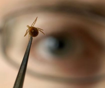 Specialistul trage semnalul de alarma: „Aceste mici insecte sunt nocive si lasa urme adanci”