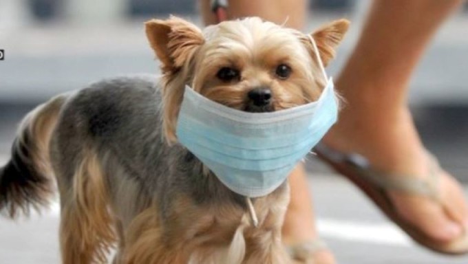 Un nou caz de coronavirus la animale! SUA a luat măsuri radicale