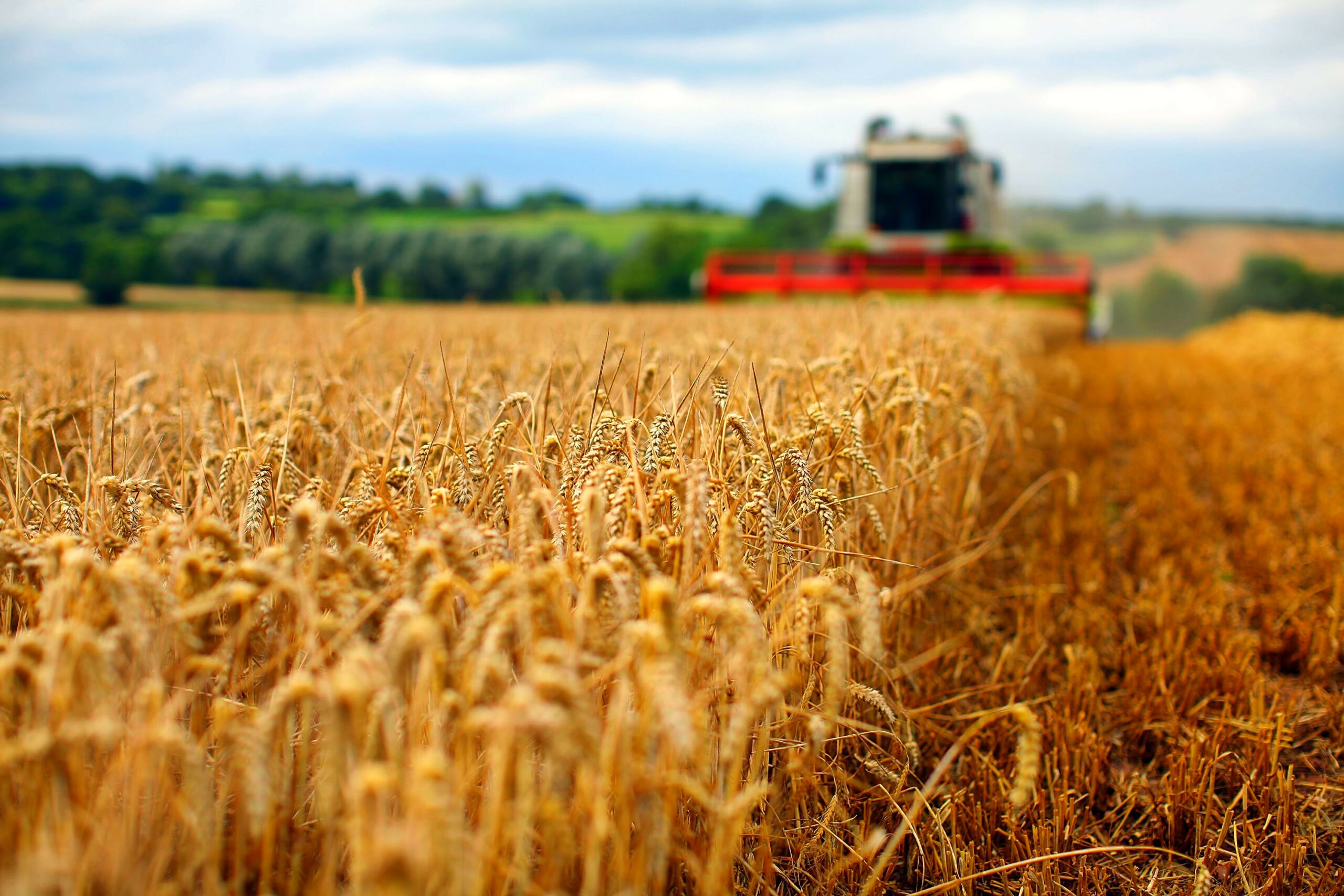 Porducătorii români de cereale au obţinut la un hectar o producție de 5.4 tone de grâu