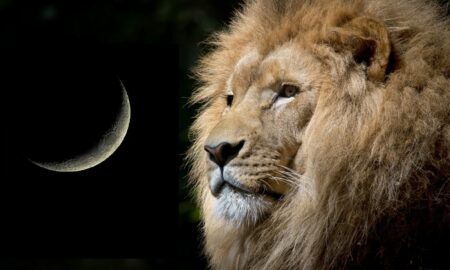 Horoscop 19 AUGUST 2020: Ce aduce nou în viața ta Luna Nouă în Leu