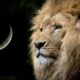 Horoscop 19 AUGUST 2020: Ce aduce nou în viața ta Luna Nouă în Leu