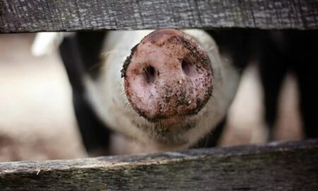 Cele mai ciudate animale de companie: ”Toarce la fel ca pisica”