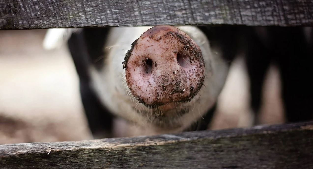 Cele mai ciudate animale de companie: ”Toarce la fel ca pisica”