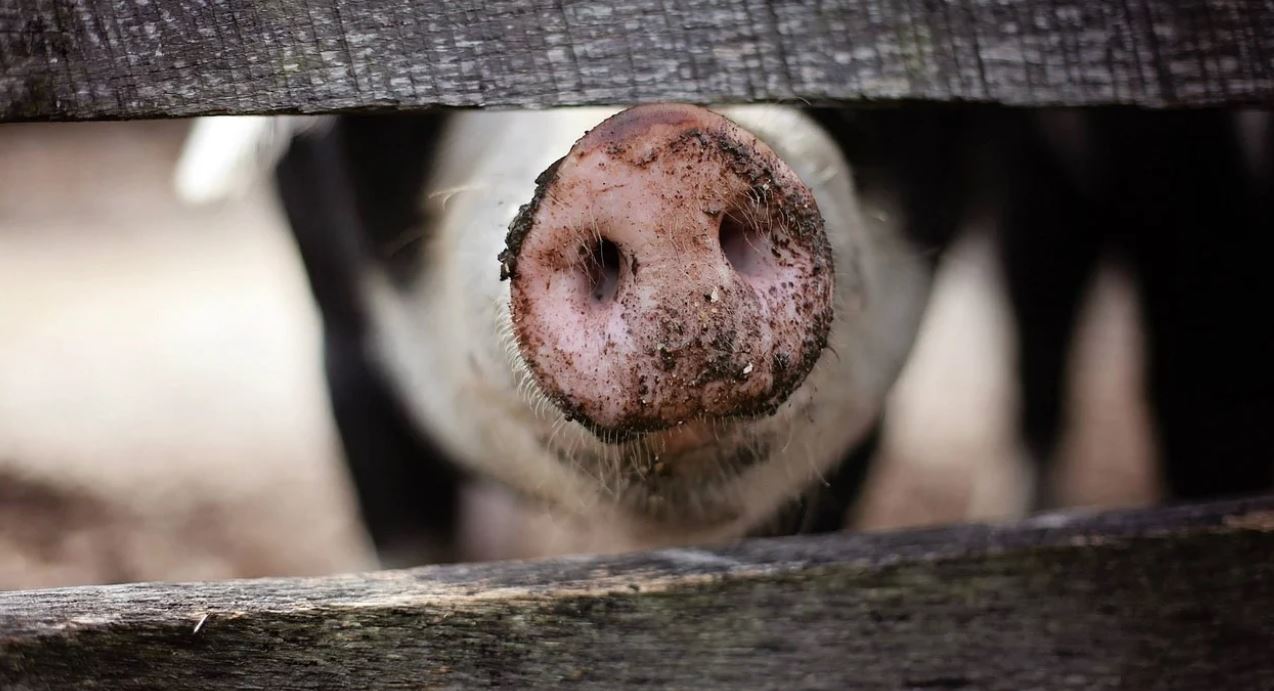 Fermierii nu mai sunt motivați să crească animale. Care este motivul?