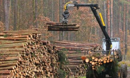 Dâmboviţa. Tăierile ilegale de pădure au scăzut față de primul semestru al anului trecut