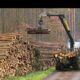Dâmboviţa. Tăierile ilegale de pădure au scăzut față de primul semestru al anului trecut