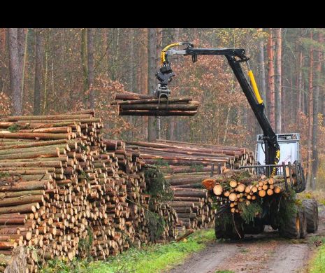 Dâmboviţa. Tăierile ilegale de pădure au scăzut față de primul semestru al anului trecut