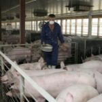 Autoritățile fac apel către populație. Reguli de prevenire a răspândirii virusului pestei porcine africane