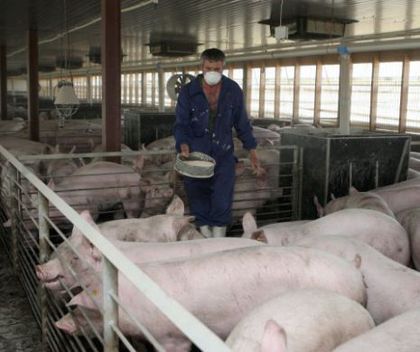 Județul în care carnea de porc va fi scumpă din cauza focarelor de pestă porcină africană