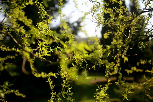 Planta miraculoasa pentru organism! Intareste sistemul imunitar, calmeaza durerile musculare si grabeste vindecarea ranilor