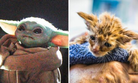 Forța e cu ea! O pisicuță care arată ca Baby Yoda a fost salvată din incendiile din California