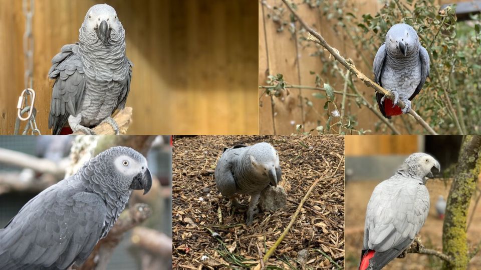 5 papagali îi înjurau pe vizitatorii unei grădine zoologice. Ce au pățit Billy, Eric, Tyson, Jade și Elsie?