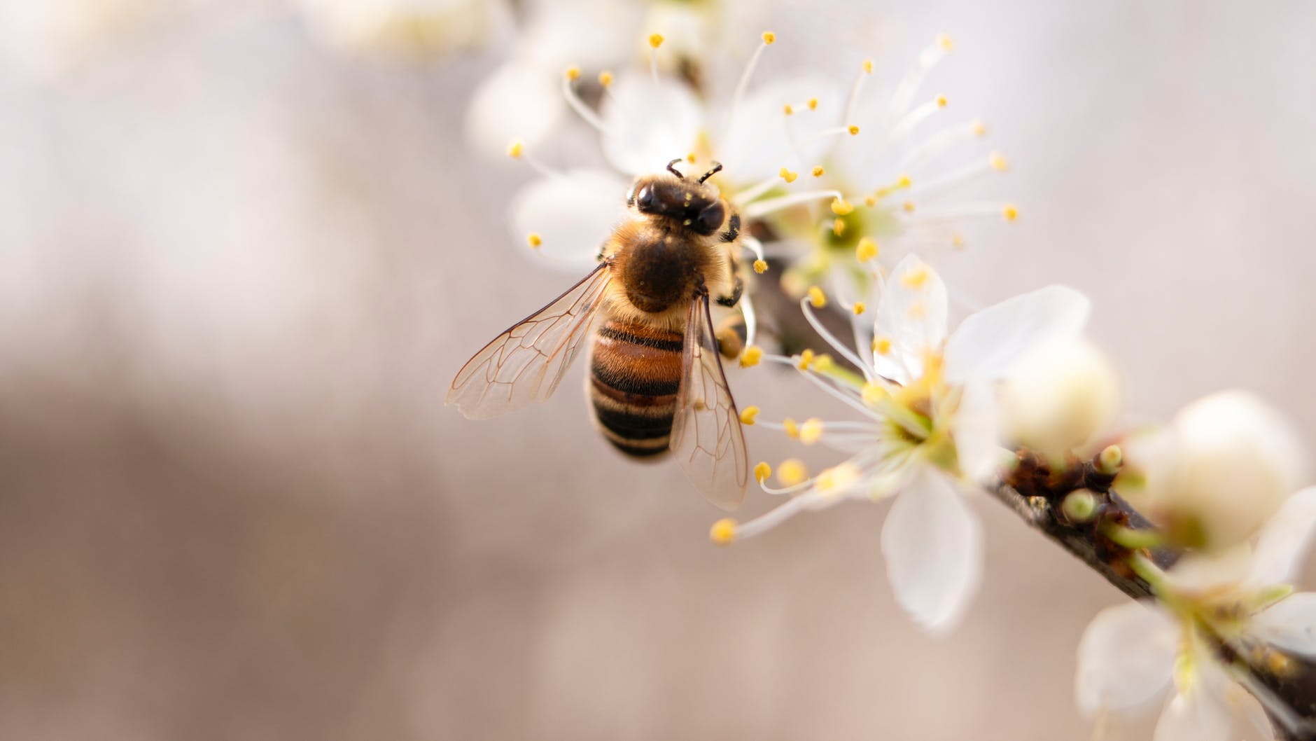 Știi ce proprietăți are veninul de albine? Este o veritabilă sursă de sănătate