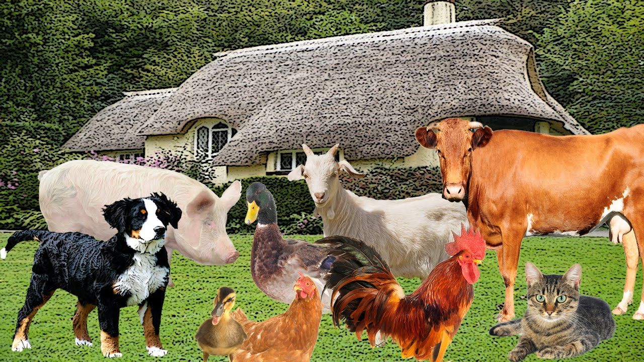 Care sunt cele mai inteligente animale din lume? Nici copii până la doi ani nu au această capacitate