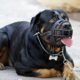 Coșmar pentru o femeie din Suceava. A fost ”MĂCELĂRITĂ” de patru câini Rottweiler