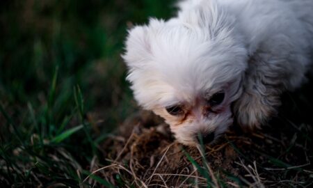 Doar așa poți evita suferința animalelor de companie. Sfaturi de la specialist