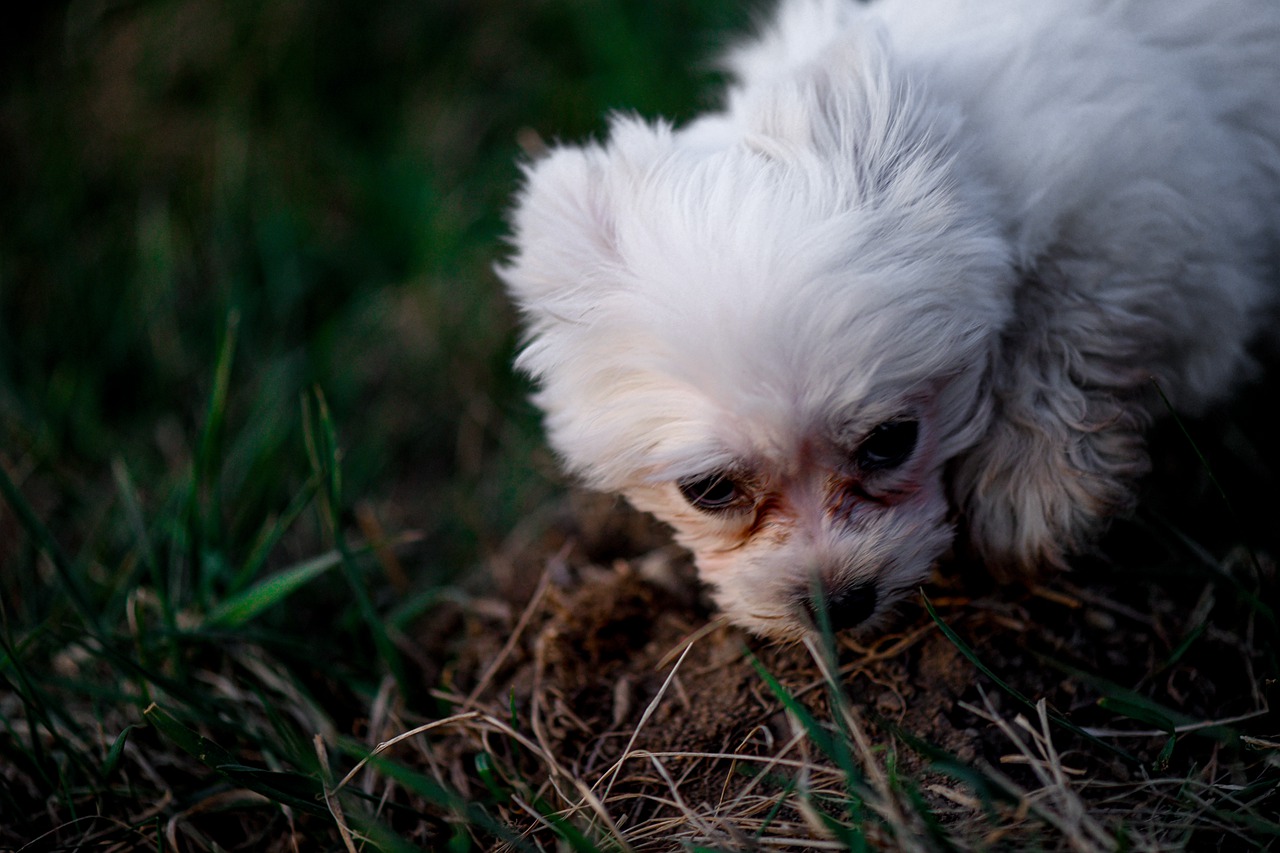 Doar așa poți evita suferința animalelor de companie. Sfaturi de la specialist