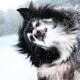 Îngrijirea câinelui pe timp de iarnă. Sfaturi și recomandări