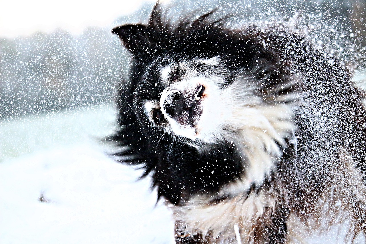 Îngrijirea câinelui pe timp de iarnă. Sfaturi și recomandări