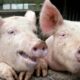 Moment istoric în alimentația omenirii. Primii porci modificați genetic aprobați pentru consumul uman