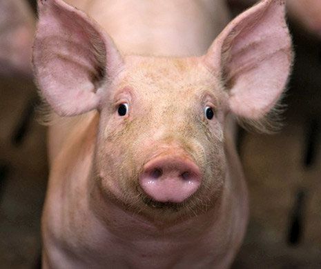 Medicii veterinari trag semnalul de alarmă! Pericol uriaș de contaminare. Boala poate deveni MORTALĂ!