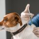 Campanie de vaccinare anti-COVID pentru câini și pisici. „Riscul e mare. Trebuie să fim pregătiți”