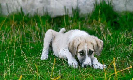 Legislația privind protecția animalelor reglementează situația tuturor animalelor, inclusiv a celor sălbatice