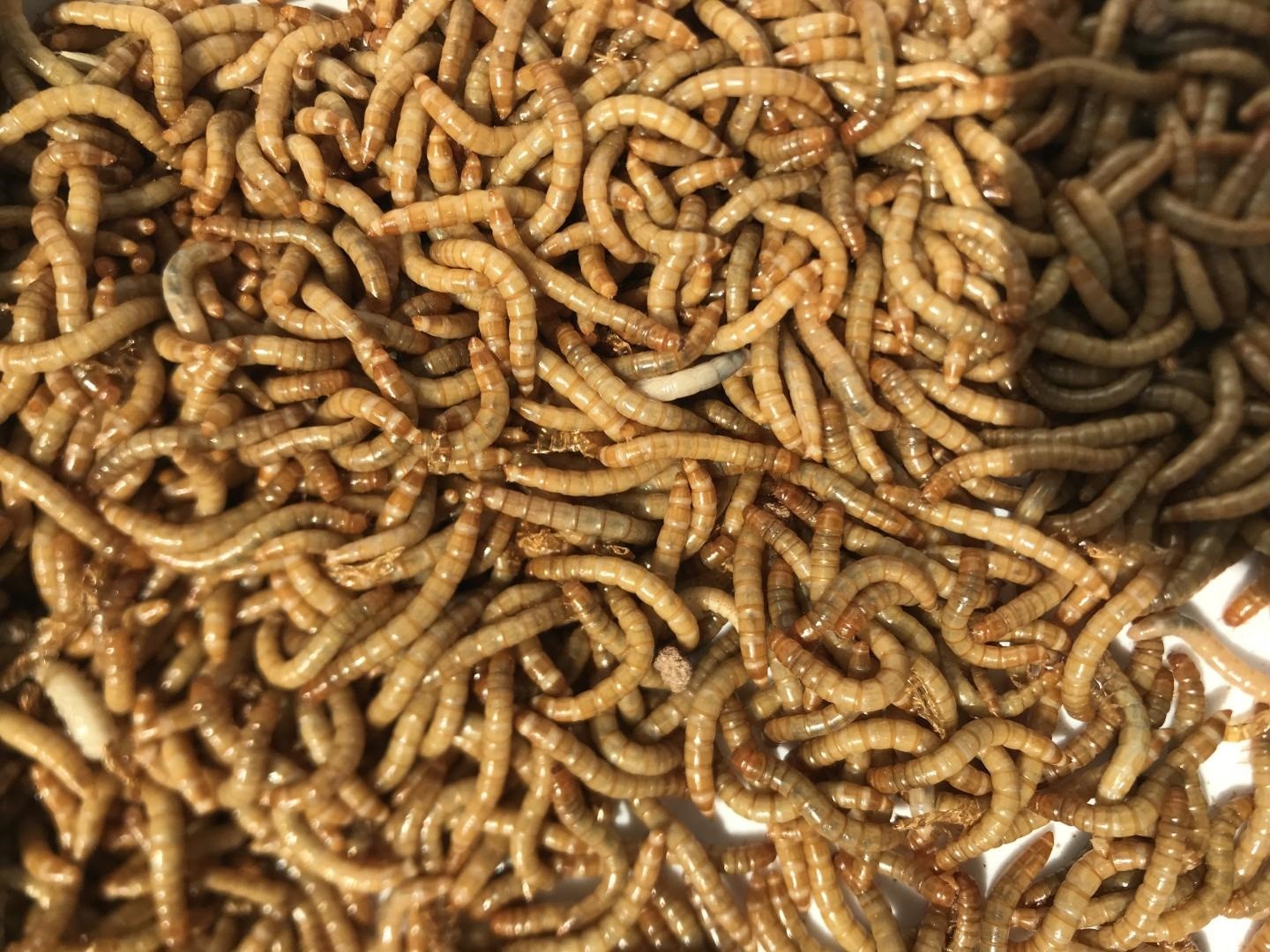 Viermii de făină, hrana viitorului? Prima insectă declarată bună de mâncat în Europa