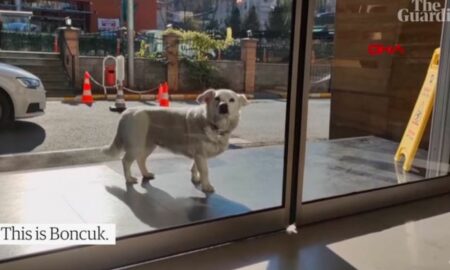 Emoționant! Povestea impresionantă a câinelui care și-a așteptat stăpânul la ușa spitalului