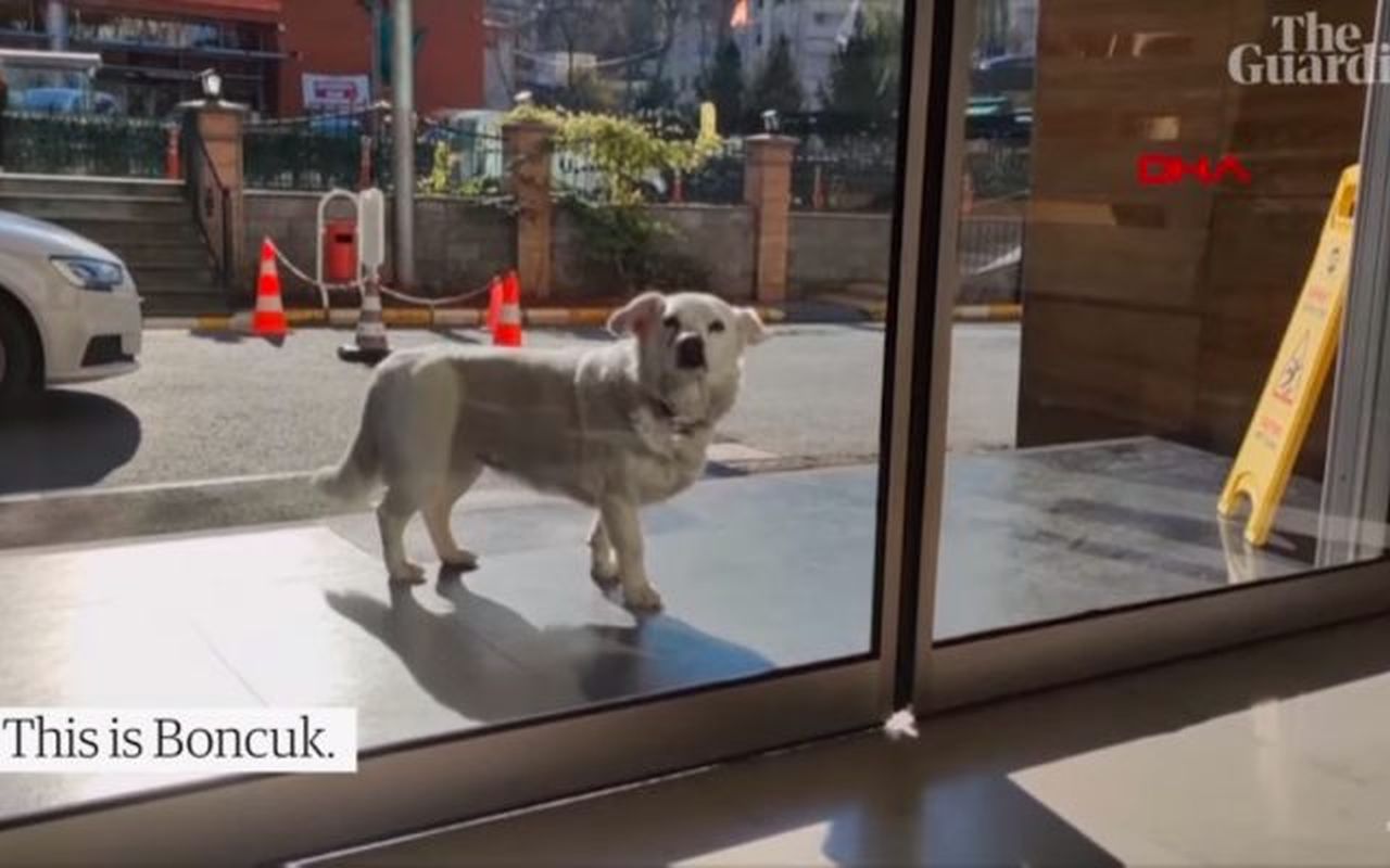 Emoționant! Povestea impresionantă a câinelui care și-a așteptat stăpânul la ușa spitalului