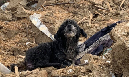 A păzit trei ani de zile o casă pustie. Povestea tristă a unui câine bătrân și aproape sălbăticit