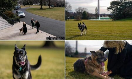 Bun venit la Washington, Champ și Major! Câinii lui Joe Biden au ajuns la Casa Albă