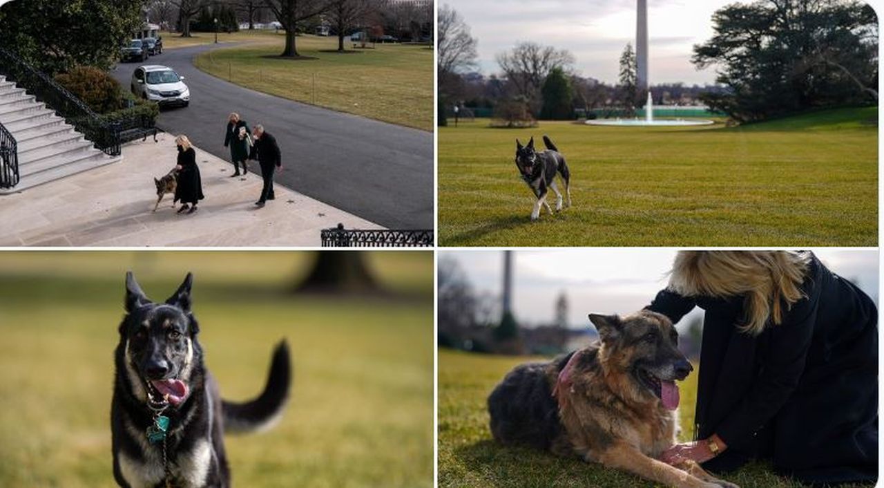 Bun venit la Washington, Champ și Major! Câinii lui Joe Biden au ajuns la Casa Albă