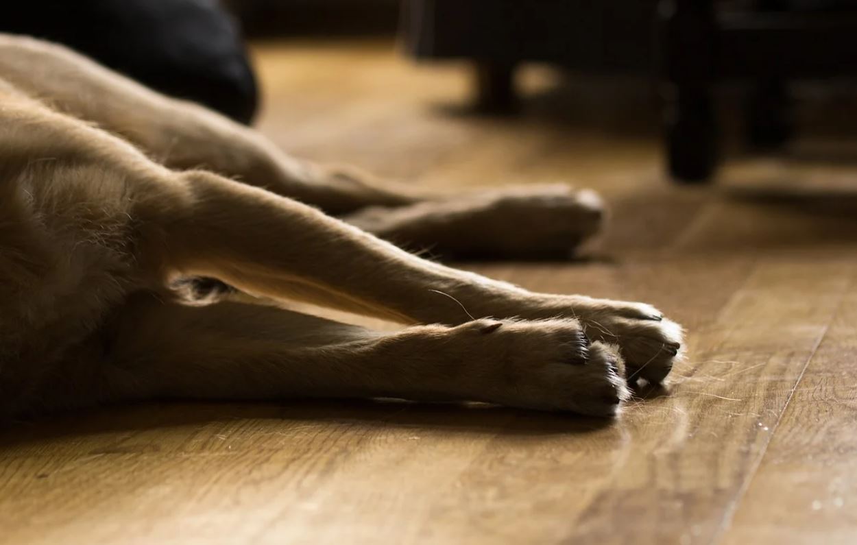 Halucinant! 70 de câini morți după ce au consumat un tip de hrană pentru animale