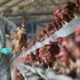 Alertă de gripă aviară în România. Descoperire terifiantă a specialiștilor români