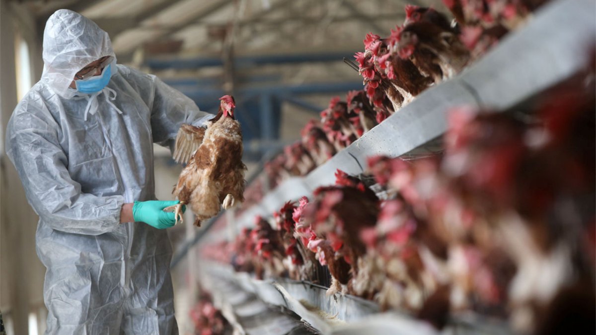 Alertă de gripă aviară în România. Descoperire terifiantă a specialiștilor români