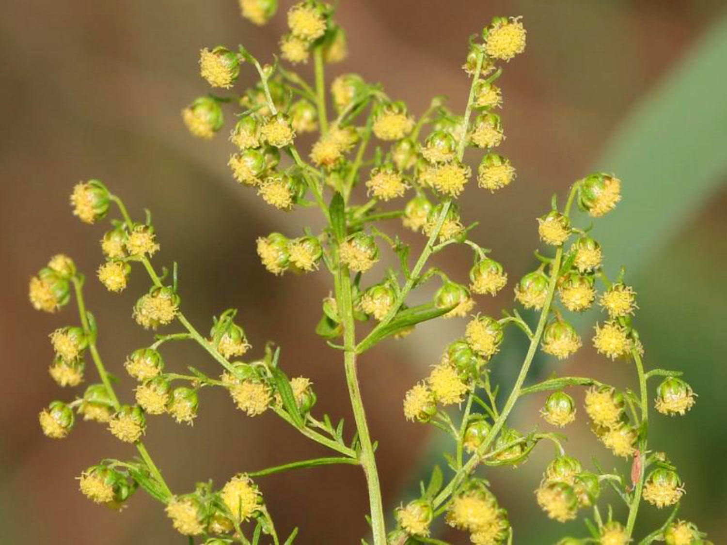 Descoperire uluitoare. Planta minune care poate distruge coronavirusul. Se găsește și în România