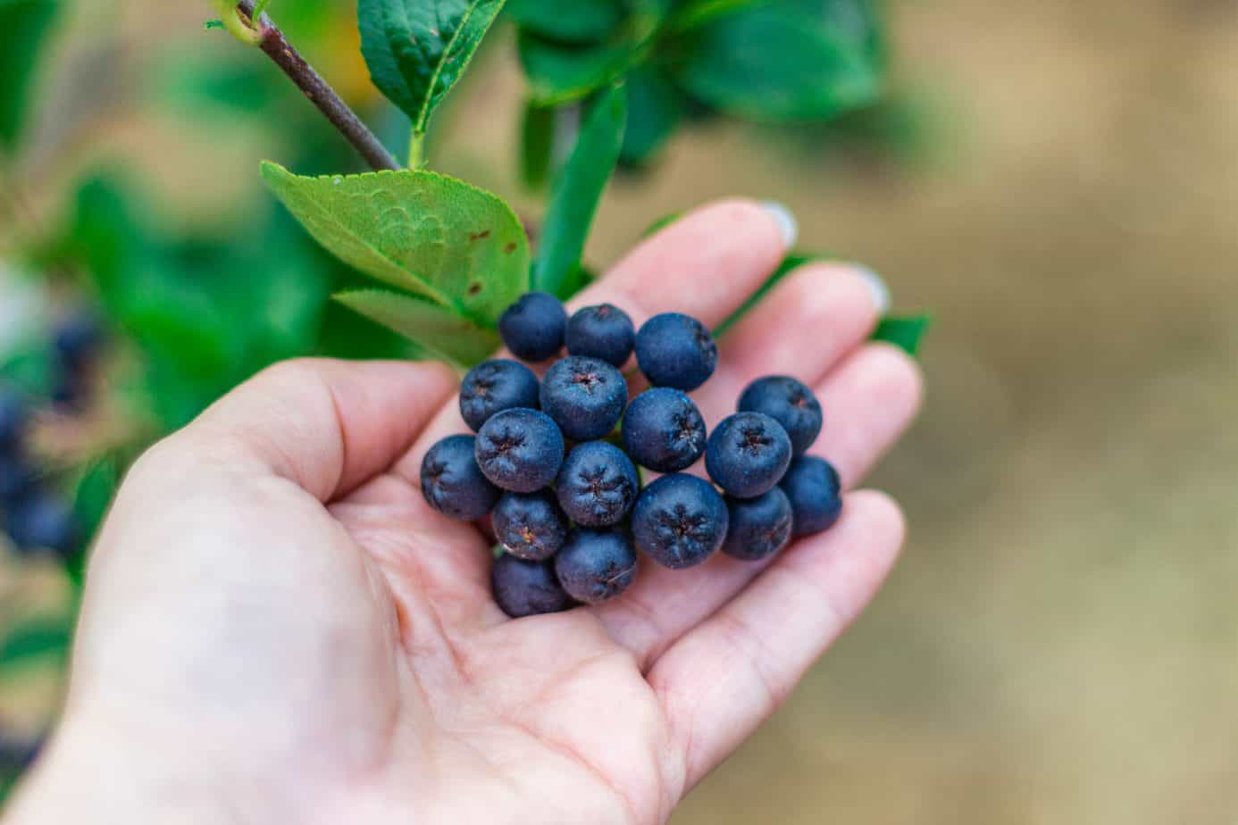Natura mereu surprinzătoare. Fructele care pot trata cancerul și cresc imunitatea