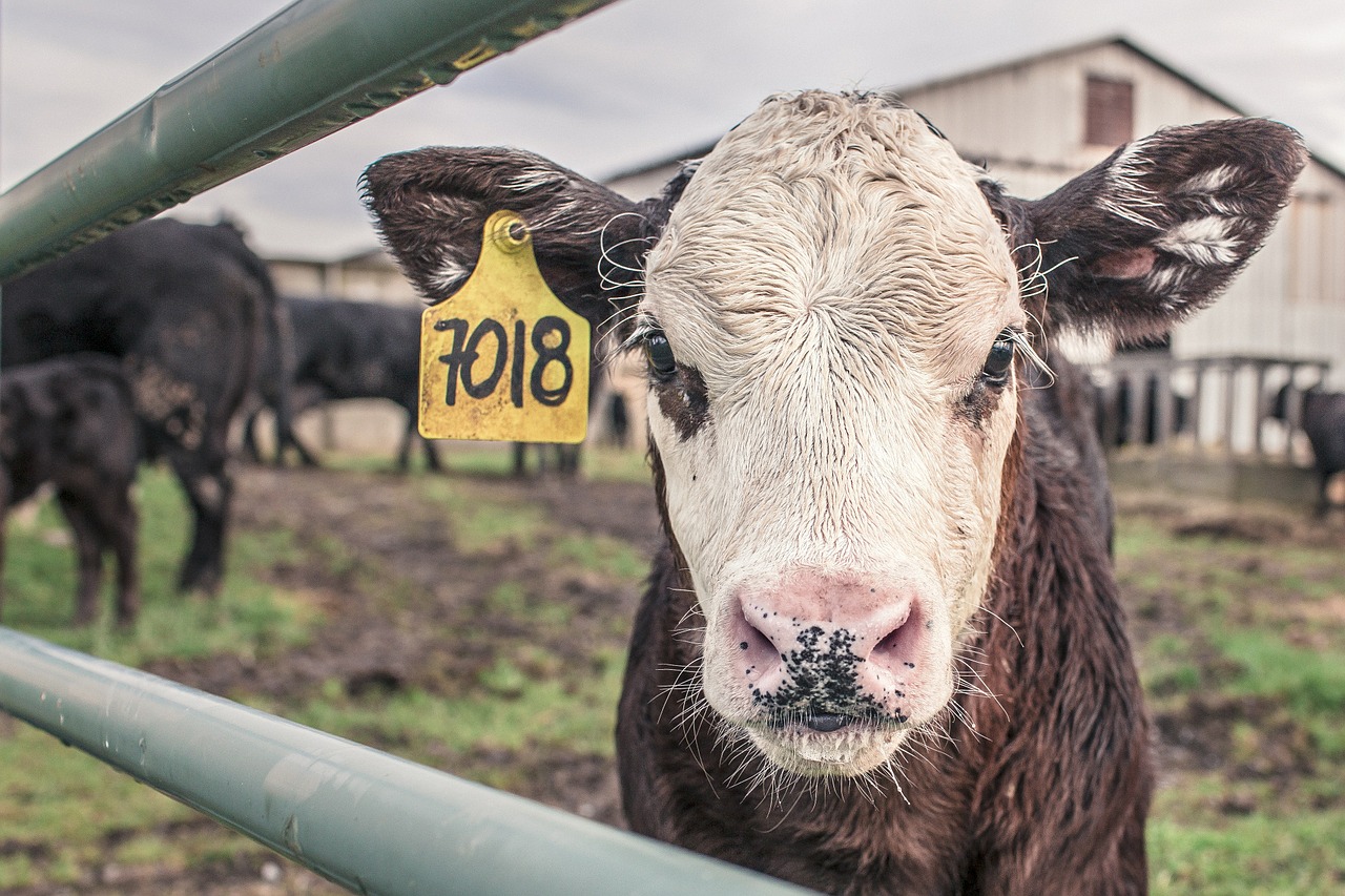 Panică la nivel global! Ce animale produc mai multe emisii decât toate mașinile la un loc