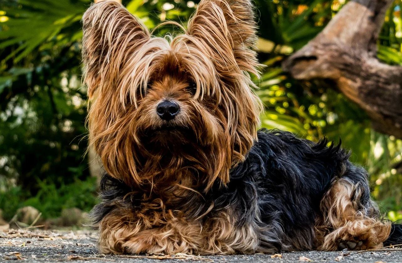Este exagerată iubirea pentru animale? Psiholog: „Daca iti doresti sa ai alaturi un sufletel…”