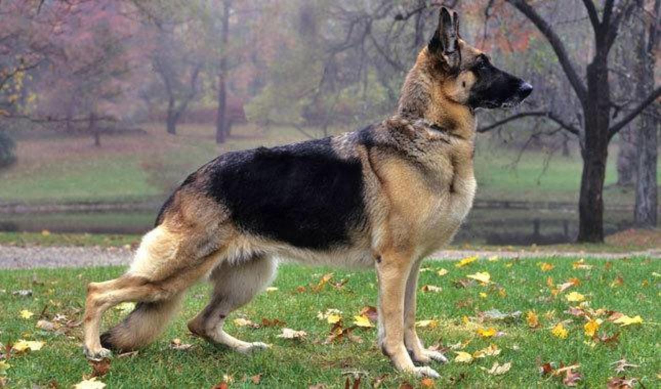 Când poate înterveni poliția pentru salvarea unui animal. Precizările Poliției Române